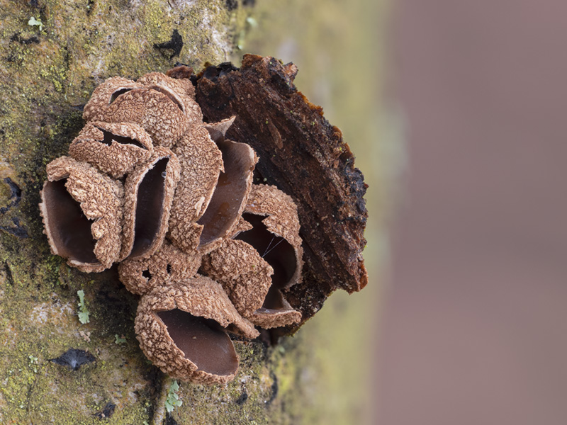 Encoelia furfuracea